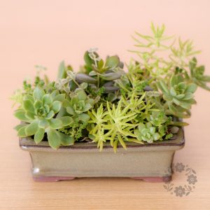 Green Harmony