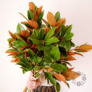 Magnolia Exmouth